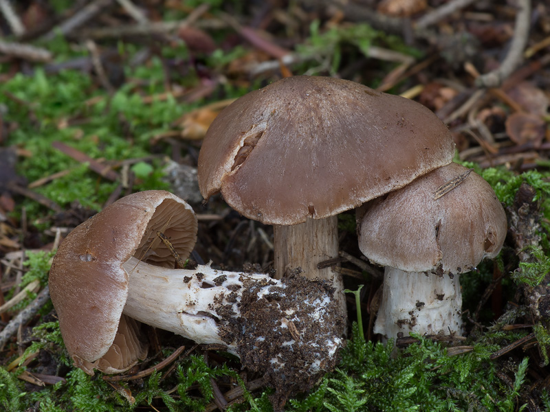 Cortinarius bovinatus